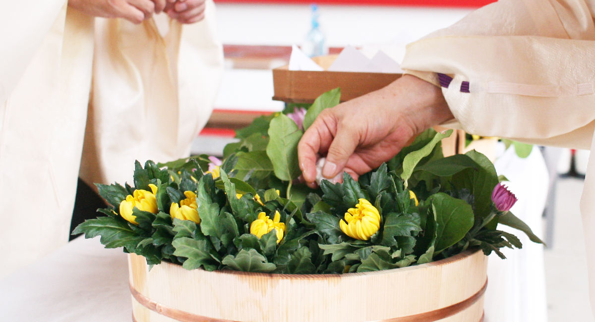 菊と木綿の、蜜月